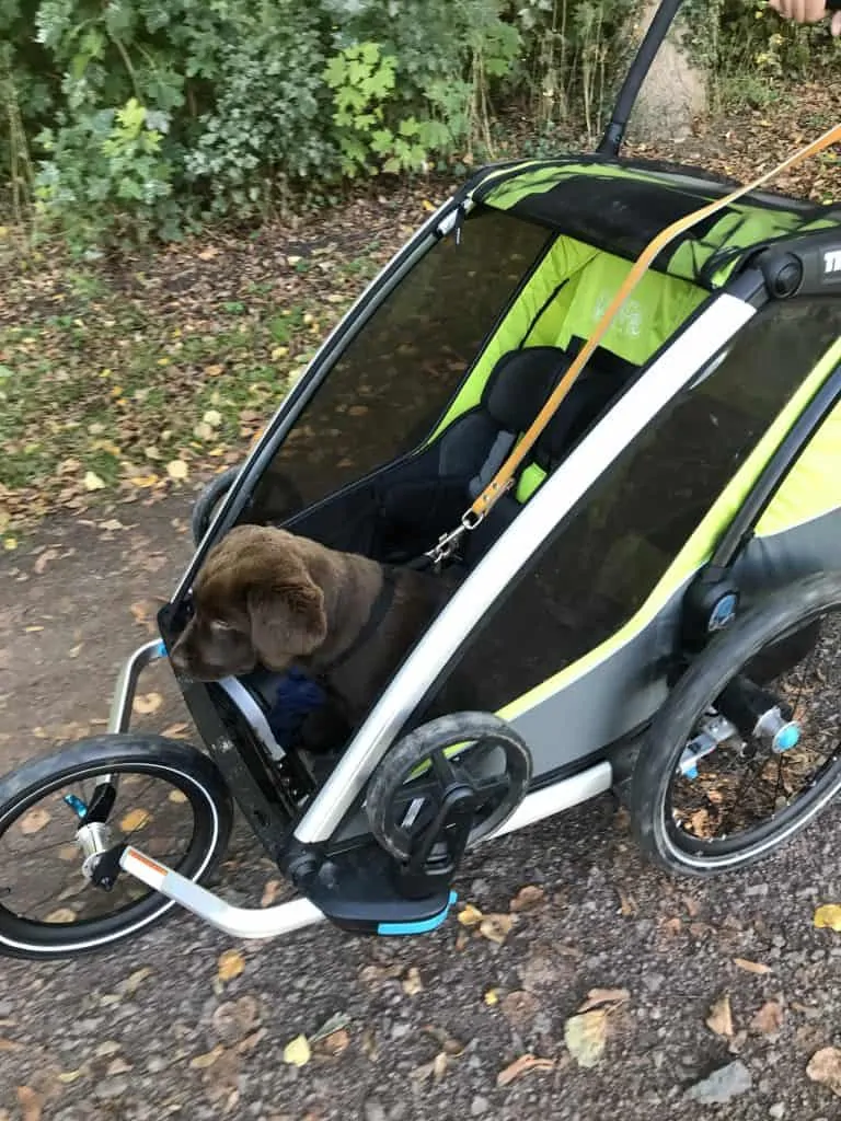 can you put dog in a human bike trailer