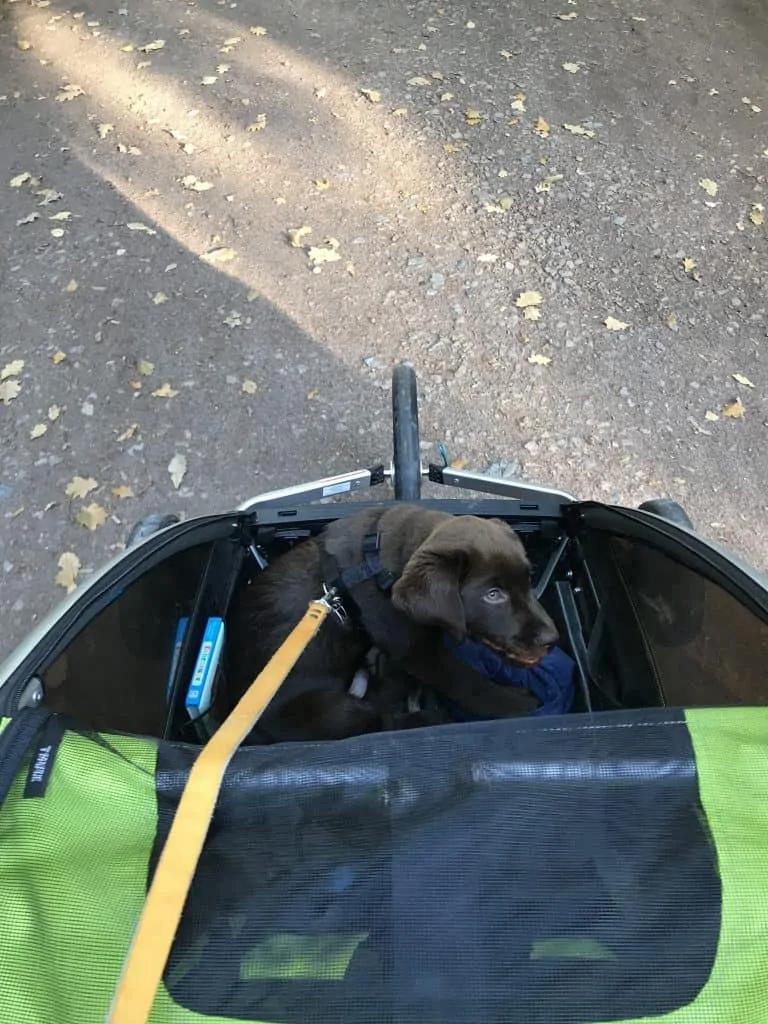 can you put dog in a human bike trailer